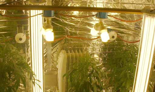 lampu pijar